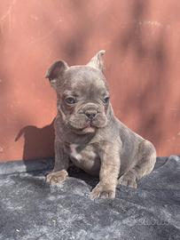 Bulldog francesi esotici