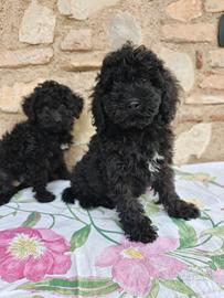 Thais e Teo barboncini