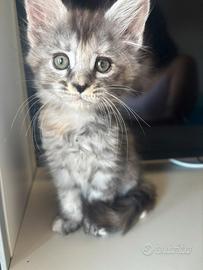 Cucciola da genitori Maine Coon