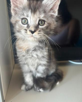 Cucciola da genitori Maine Coon
