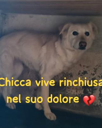 Chicca 6 anni taglia media