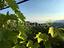 Immagine 26