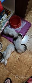 Incrocio siamese-bengala