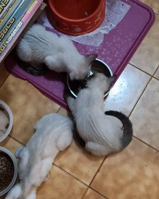 Incrocio siamese-bengala