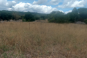 Terreno crispiano 1 ettaro circa