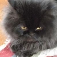 Persiano nero per accoppiamento