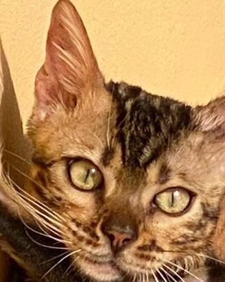 Gatto bengala disponibile