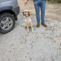 Cane da compagnia