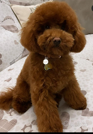 Barboncino Toy Red perAccoppiamento