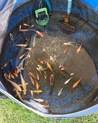 Carp Koi