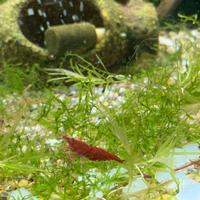 Caridine Red cherry