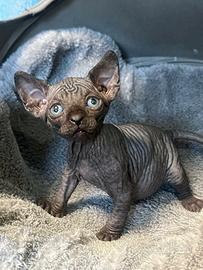 Sphynx cuccioli