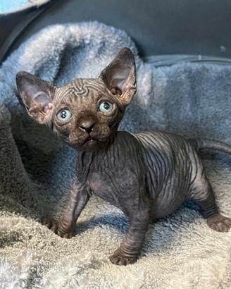 Sphynx cuccioli