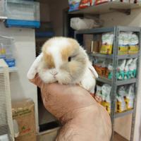 Coniglietti ariete minilop