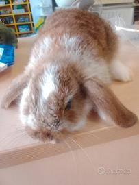 Coniglio ariete minulup