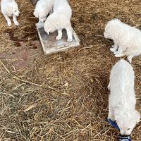 Cucciolo di pastore maremmano