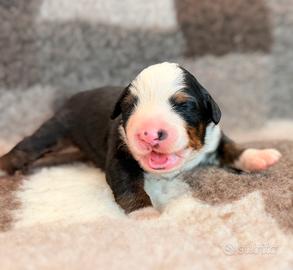 Bovaro del bernese
