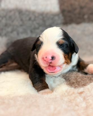 Bovaro del bernese
