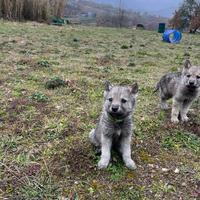 Cuccioli di Lupo Cecoslovacco