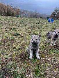Cuccioli di Lupo Cecoslovacco