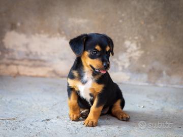Cuccioli Bassotto/Jack russell