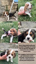 Beagle di razza