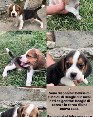 Beagle di razza