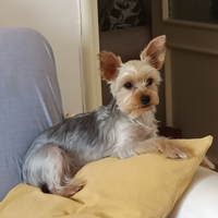 Yorkshire terrier nana