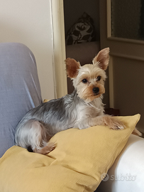 Yorkshire terrier nana