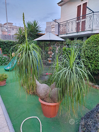 Pianta Beaucarnea recurvata (mangiafumo)