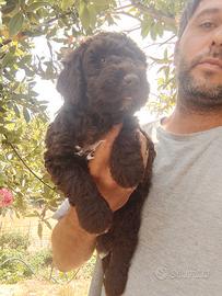 Cane d'acqua spagnolo