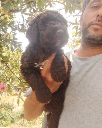 Cane d'acqua spagnolo