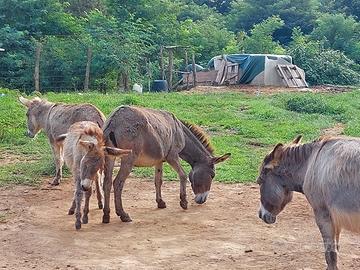 Asini asinara e Asini sardi