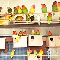 Inseparabili roseicollis