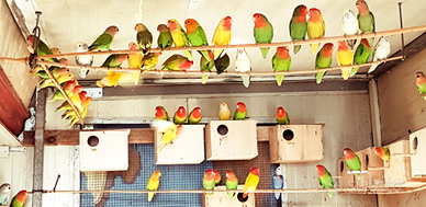 Inseparabili roseicollis