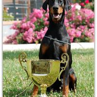 Meravigliosi cuccioli dobermann