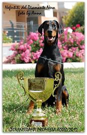 Meravigliosi cuccioli dobermann