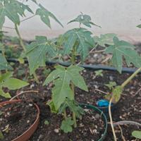 Pianta di Papaya 