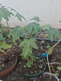 Pianta di Papaya 