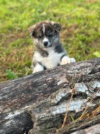 Akita inu cuccioli