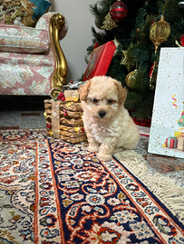 Barboncino maschio albicocca