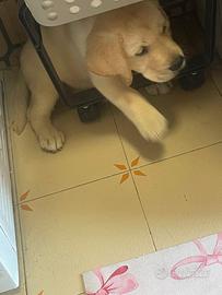 Cucciolo labrador