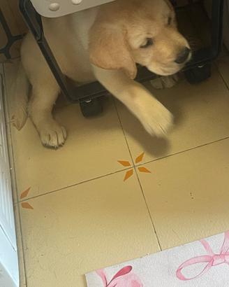Cucciolo labrador