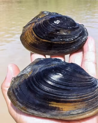 Sinanodonta VONGOLA D'ACQUA DOLCE filtro naturale