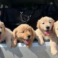 Cuccioli di Golden