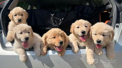 Cuccioli di Golden