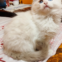 Cucciolo di Ragdoll blue point bicolour Simba