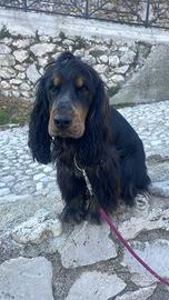 Cocker spaniel con pedigree