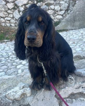 Cocker spaniel con pedigree
