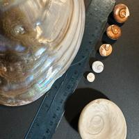 Conchiglia madreperla